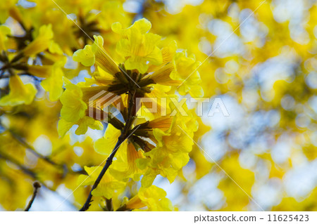 Tree of Gold Tree of Gold 11625423