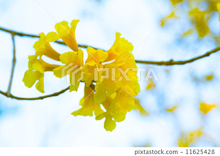 Tree of Gold Tree of Gold 11625428