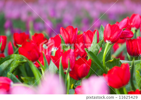 tulips flower tulips flower 11625429