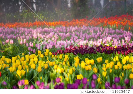 colorful tulips in the garden 11625447