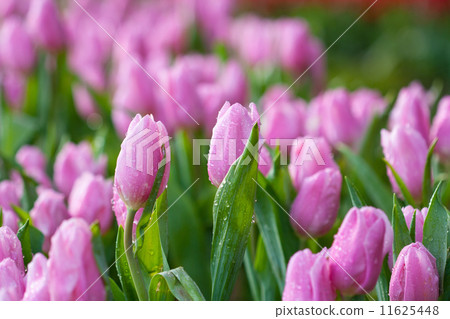 pink tulips pink tulips 11625448