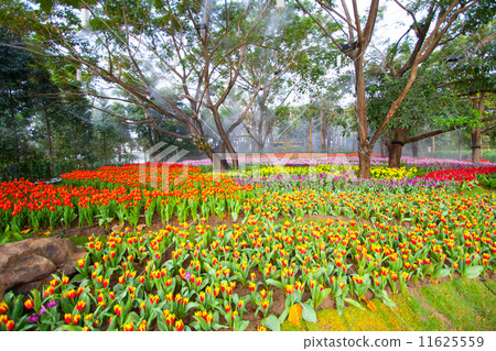 colorful tulips in the garden 11625559