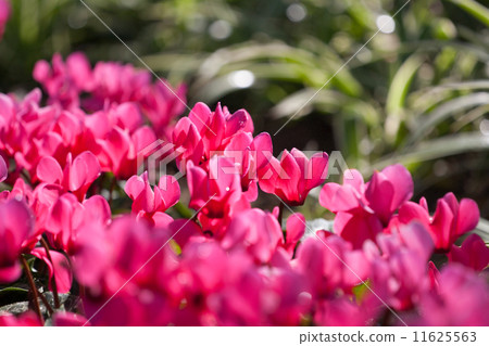 Pink flower Pink flower 11625563