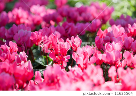 Pink flower  11625564