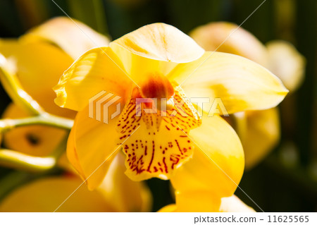 Close-Up of Orchid Flower Close-Up of Orchid Flower 11625565