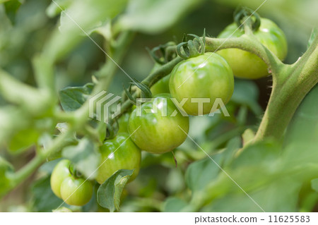  Mini Tomato 11625583