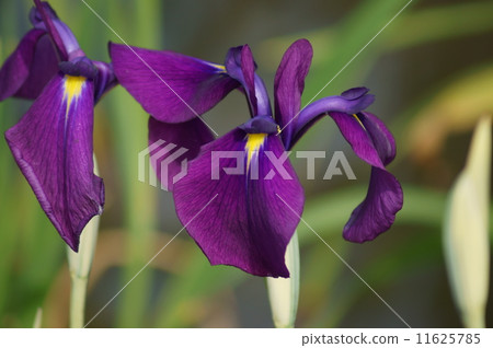 虹膜條紋虹膜 虹膜條紋虹膜 11625785