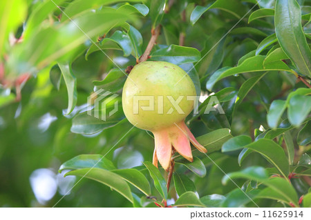 Pomegranates 11625914