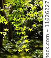 藍槭透明到太陽 - 京都 11626227