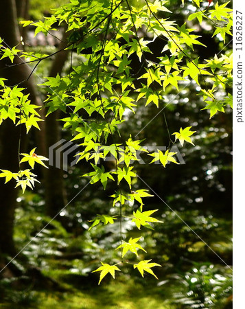 藍槭透明到太陽 - 京都 11626227