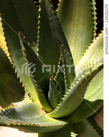 蘆薈黑背 11626229