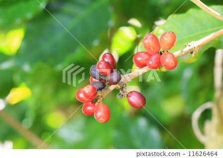 Arabica coffee 11626464