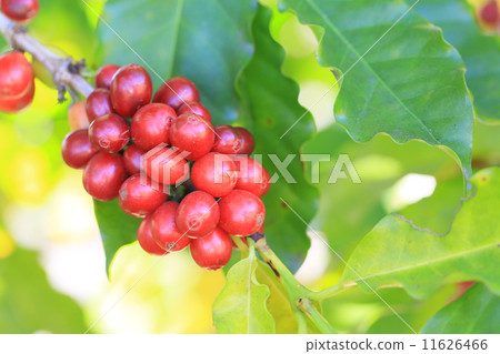 阿拉比卡咖啡 11626466