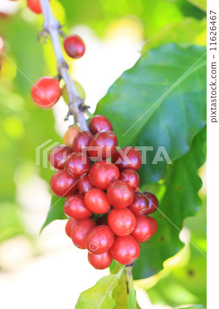 阿拉比卡咖啡 11626467