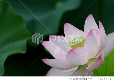 古河綜合公園古蓮花 古河綜合公園古蓮花 11626494