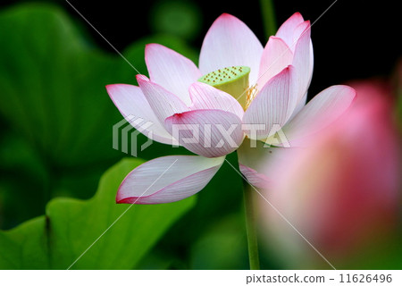 古河綜合公園古蓮花 古河綜合公園古蓮花 11626496