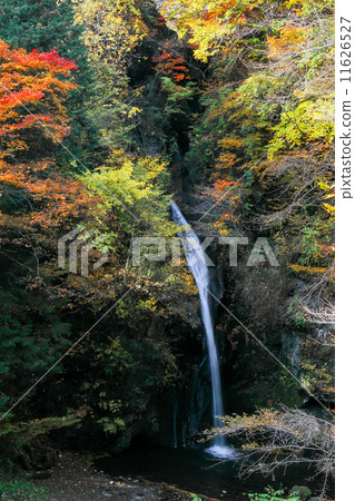 Kannon mountain immovable autumn foliage 11626527