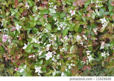 Hatsuyuki Hatsuyuki 11626686