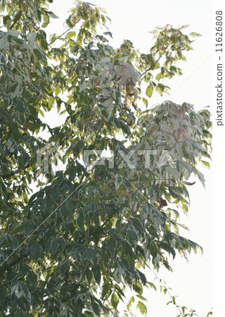 Negative maple Negative maple 11626808