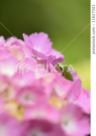 Hydrangea and frog 11627381