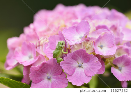 Hydrangea and frog 11627382