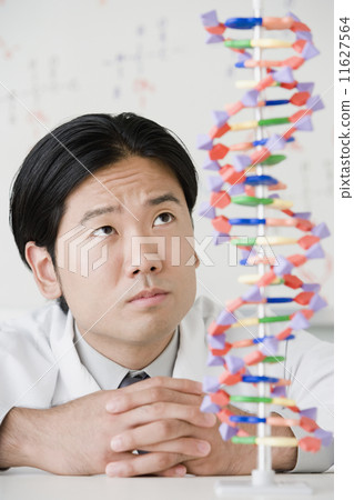 Asian male scientist looking at DNA model Asian male scientist looking at DNA model 11627564