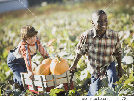 Two boys pulling wagon through pumpkin patch 11627863