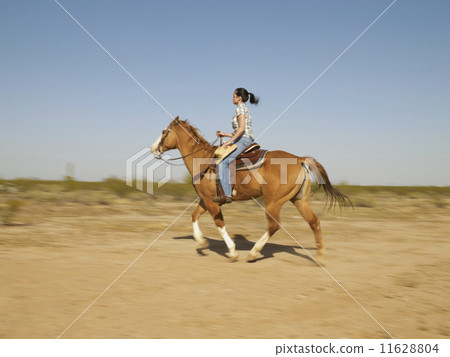 Hispanic woman riding horse 11628804