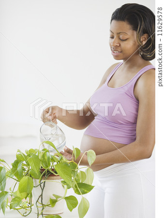 Pregnant African American woman watering plant 11629578