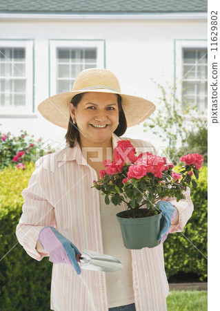 Hispanic woman gardening Hispanic woman gardening 11629802