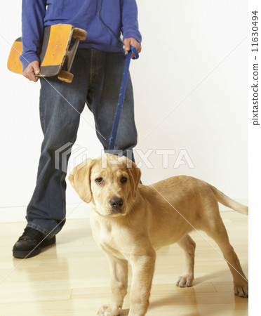 Puppy dog on leash 11630494
