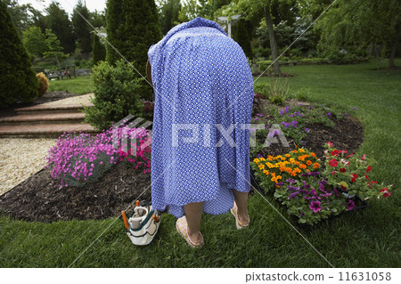 Hispanic woman gardening Hispanic woman gardening 11631058