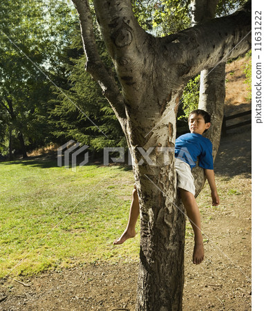 Asian boy sleeping in tree 11631222