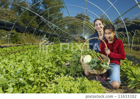 Multi-ethnic mother and daughter harvesting organic produce 11633102