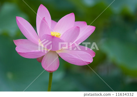 一朵蓮花 一朵蓮花 11634332