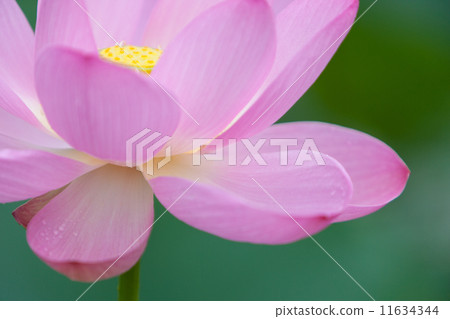 A lotus A lotus 11634344