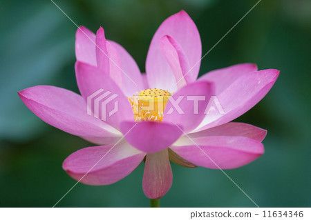 一朵蓮花 一朵蓮花 11634346