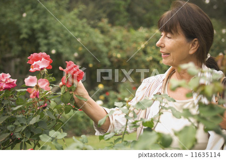 Senior Hispanic woman looking at rose 11635114