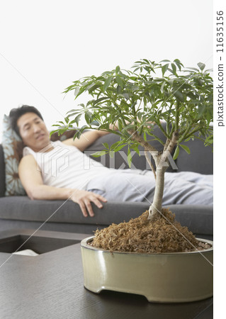 Asian man looking at bonsai tree Asian man looking at bonsai tree 11635156