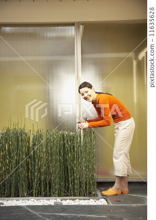 Asian woman pruning horsetail plants 11635628