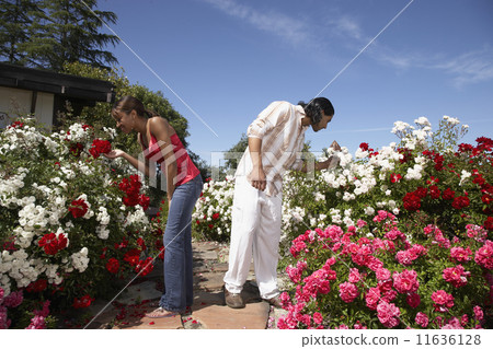 Multi-ethnic couple smelling flowers Multi-ethnic couple smelling flowers 11636128