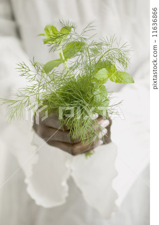 Close up of hands holding herbs 11636866