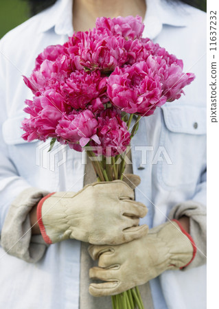 Hispanic woman holding cut flowers 11637232