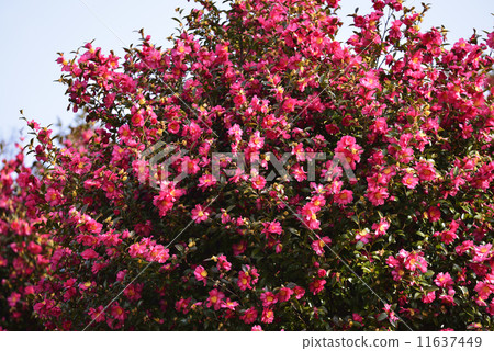 Cold camellia 11637449