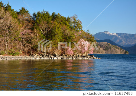 中禪寺的阿卡喬 11637493