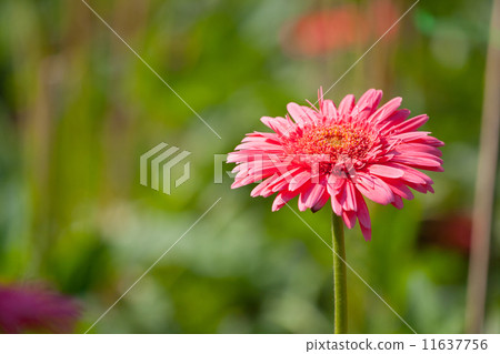 Gerberas blur background Gerberas blur background 11637756