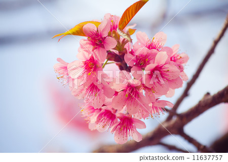 sakura sakura 11637757