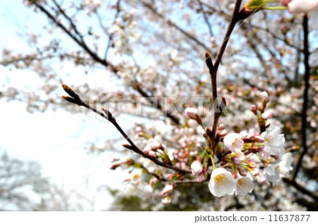 Cherry Blossoms Cherry Blossoms 11637877