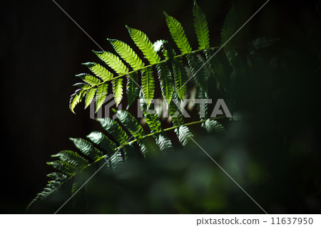Fern Fern 11637950