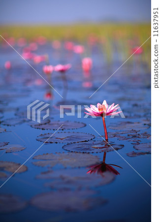 Pink lotus Pink lotus 11637951
